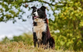 Картинка собака, пейзаж, природа, бордер колли, животные, зелень, лето