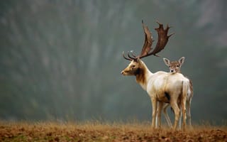 Картинка олень, природа, животные, мать и дитя, пейзаж, дикие животные, лес