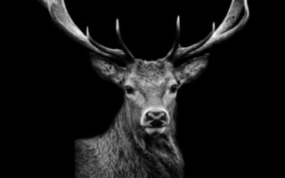 Картинка олень, черно-белый, животное, природа, анатомия, рога, портрет