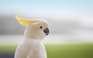 Картинка попугай, птица, белый, желтый, профиль, природа, животные