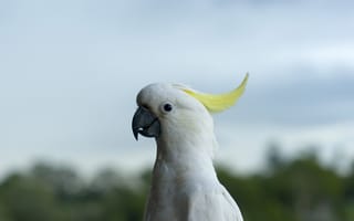 Картинка попугай, птица, желтая шапочка, природа, животные, фото, обои