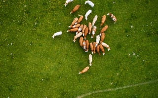 Картинка коровы, пастбище, природа, животные, зеленый, ферма, сельский