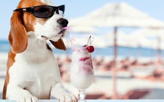Картинка собака, очки, коктейль, лето, пляж, веселье, отдых