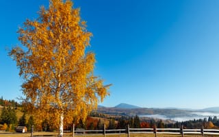 Картинка осень, дерево, пейзаж, природа, горы, небо, фотография