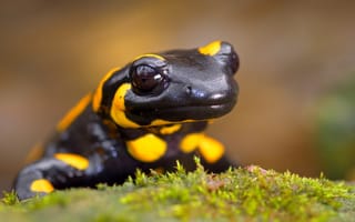 Картинка саламандра, природа, животные, черно-желтый, мох, фото, обои