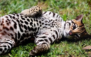 Картинка леопард, дикая природа, животные, питомцы, тропики, зеленая трава, фото для обоев
