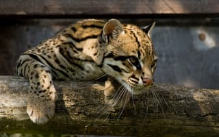 Картинка кот, дикий, животное, птица, природа, леопард, фото