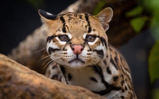 Картинка кот, дикий, животное, природа, птица, лес, фото