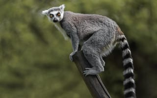 Картинка лемур, животные, природа, фотография, млекопитающие, экзотика, лес