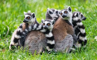 Картинка лемуры, животные, природа, группа, зеленый, трава, дикие