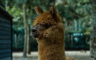 Картинка лама, животные, природа, пейзаж, фотография, зеленый, мягкий