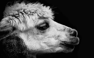 Картинка лама, животное, черно-белое, профиль, природа, фото, портрет