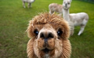 Картинка альпака, животные, природа, пейзаж, зеленый, фото, мило