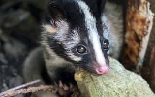 Картинка животное, питомец, природа, млекопитающее, фото, дикая природа, милый