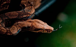 Картинка змея, питон, природа, рептилия, животное, дикий, красивый