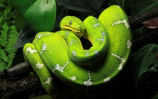 Картинка змея, зеленый, природа, рептилия, обои, животные, тропики