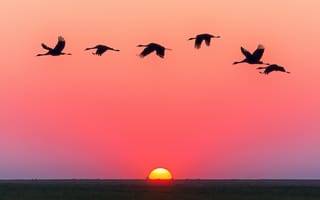 Картинка закат, журавли, небо, природа, пейзаж, полет, красота