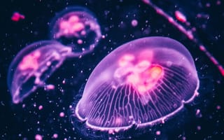 Картинка медузы, океан, глубина, свет, природа, водный мир, красота