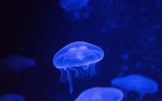 Картинка медуза, океан, синий, глубина, животные, подводный мир, красота