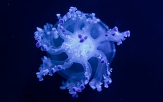Картинка медуза, океан, глубина, синий, красота, природа, водный мир