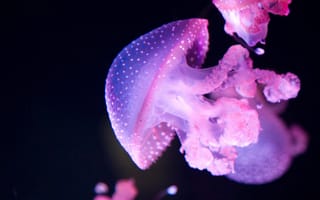 Картинка медуза, океан, глубина, свет, плавание, красота, фото