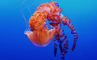 Картинка медуза, океан, глубина, животные, природа, красота, синий