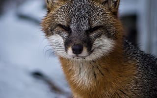 Картинка лисица, зима, природа, дикие животные, снег, фотография, животные