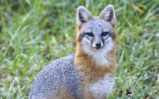 Картинка лисица, природа, животные, дикие, фото, зеленый, пейзаж