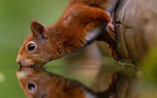 Картинка белка, природа, отражение, животные, лес, вода, фото