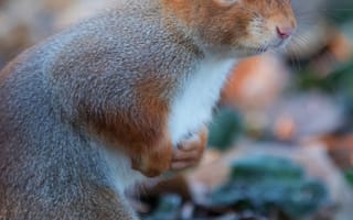 Картинка белка, природа, осень, животные, лес, листья, фото