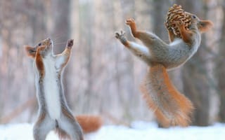 Картинка белка, зима, лес, природа, животные, снег, игра