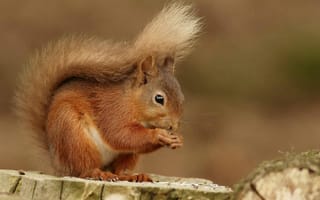 Картинка белка, природа, животные, лес, фото, дикие животные, орехи