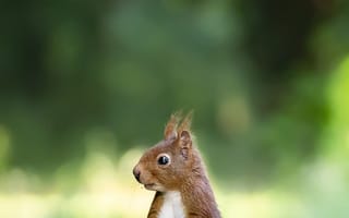 Картинка белка, природа, животные, лес, зелень, фото, обои