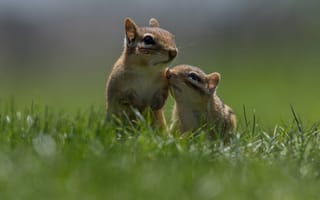 Картинка белка, природа, животные, любовь, зеленый, пара, фото