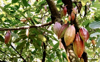 Картинка какао, дерево, фрукты, природа, растения, листья, экзотика