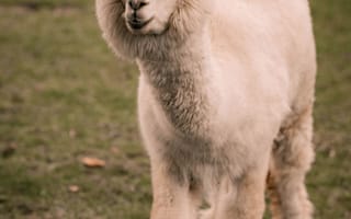 Картинка алпака, животное, природа, пейзаж, мягкий, пухлый, зеленый