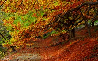 Картинка осень, листья, пейзаж, природа, деревья, дорожка, цвета