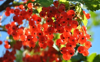 Картинка ягоды, красный, природа, фрукты, лето, растения, свет