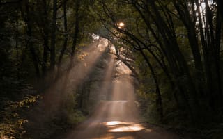 Картинка лес, дорога, свет, природа, деревья, освещение, пейзаж