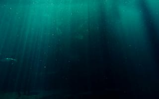 Картинка глубокое море, подводный мир, свет, темнота, рыбы, океан, водная среда