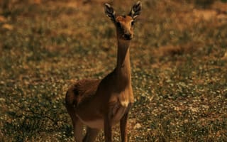 Картинка олень, природа, животные, пейзаж, фотография, дикая природа, гладкая шерсть