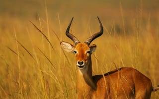 Картинка антилопа, природа, пейзаж, животные, трава, дикая природа, фотография