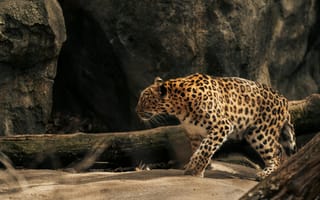 Картинка леопард, дикая природа, животные, пейзаж, охота, фауна, природа