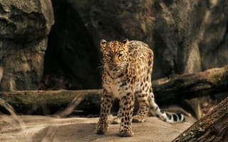 Картинка леопард, дикая природа, животные, пейзаж, фотография, природа, хищник