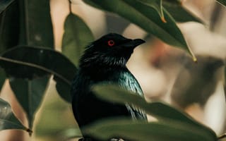 Картинка птица, природа, листья, черный, красные глаза, фото, обои