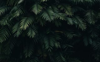 Картинка листья, растения, природа, зелень, фон, текстура, тропики