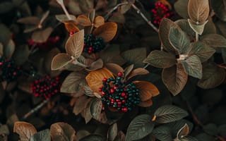Картинка растения, листья, ягоды, природа, фото, обои, зелень