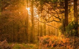 Картинка лес, солнце, природа, осень, деревья, пейзаж, свет