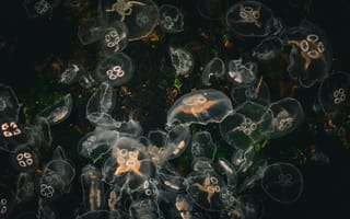 Картинка медузы, океан, природа, водная жизнь, глубина, красота, мир