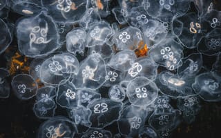 Картинка медузы, океан, природа, водный мир, красота, глубина, свет